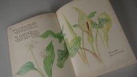 Vom Glck, mit der Natur zu leben - Das Tagebuch der Edith Holden