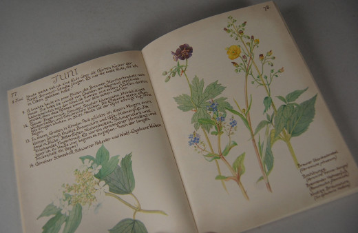 Vom Glck, mit der Natur zu leben - Das Tagebuch der Edith Holden